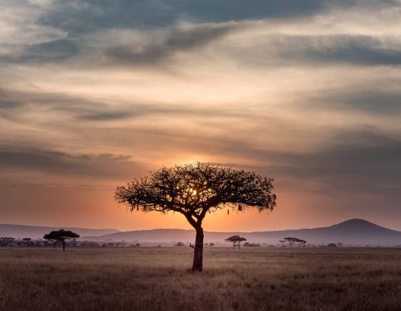 Safari Showdown: Kenya vs. South Africa Wildlife Safaris
