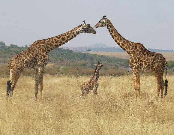 Must-Visit Safari Destinations in Kenya – The Ultimate Adventure