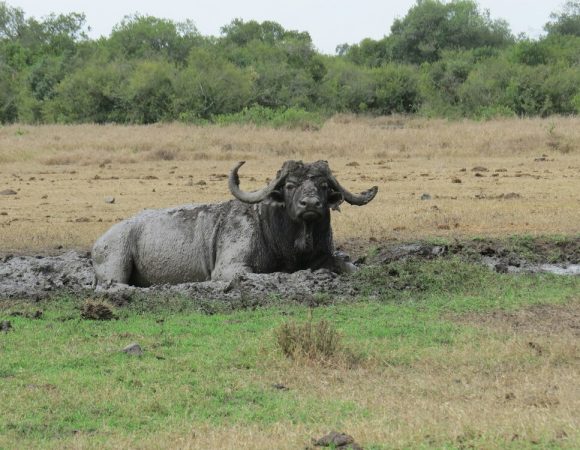 Ol Pejeta Conservancy