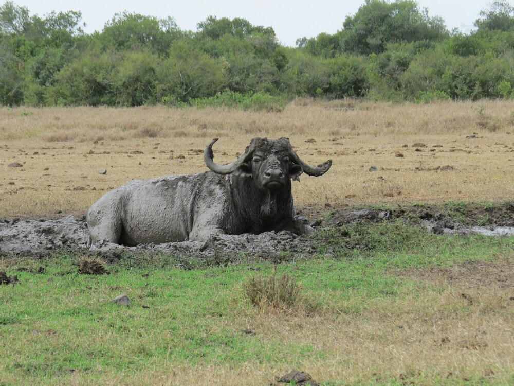 Ol Pejeta Conservancy