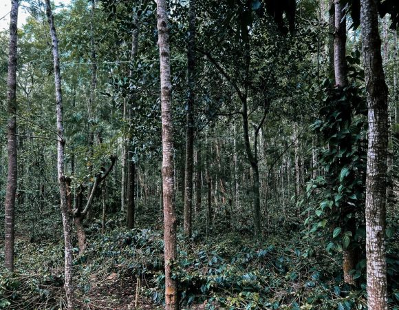 Kakamega Forest
