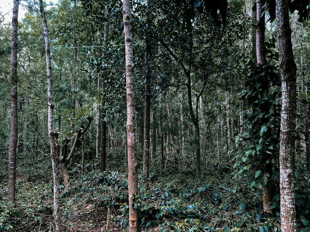 Kakamega Forest