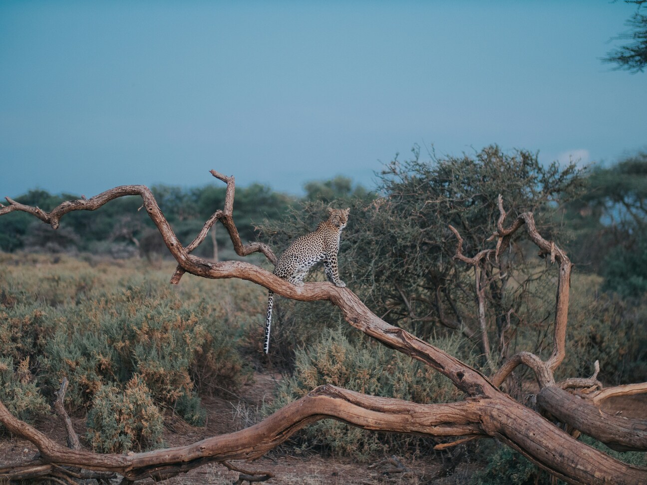 Samburu