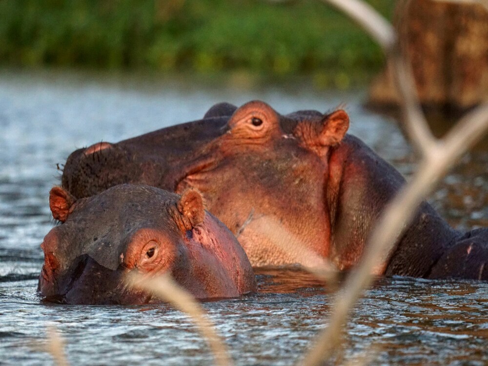 Naivasha